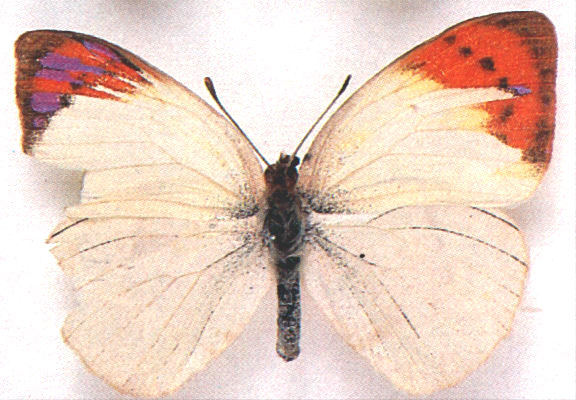 Colotis ione gynandromorph, Wyliespoort, N. Transvaal, South Africa. 6-9-1956 (Internet Image property of respective owner, non-commercial use only)